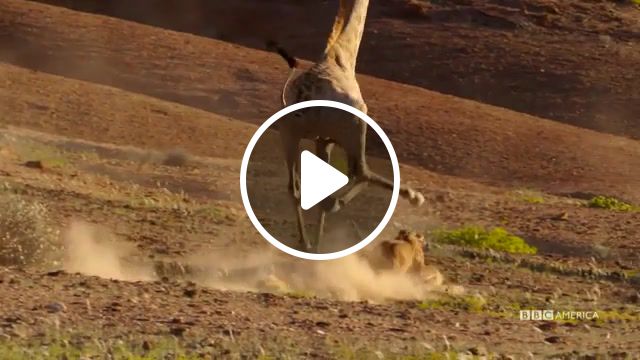 Giraffe vs lion, nature, animals, africa, bbc, battle, lion, giraffe, animals pets. #1