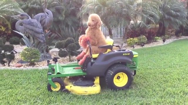 Good Dog Days Stressed Out - Video & GIFs | stressed out,twenty one pilots,lawnmower,everyday life,zoo,gr,cutting gr,mowing,john deere,landscaping,lawn,mow,fluffy,labradoodle,poodle,seuss,dr seuss,dr seuss,pet,pets,animals,animals pets