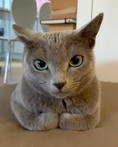 Here for you - Video & GIFs | cat,cute,kitty,eyes,beautiful,make you mine public,green,animals,listen,ears,girl,animals pets
