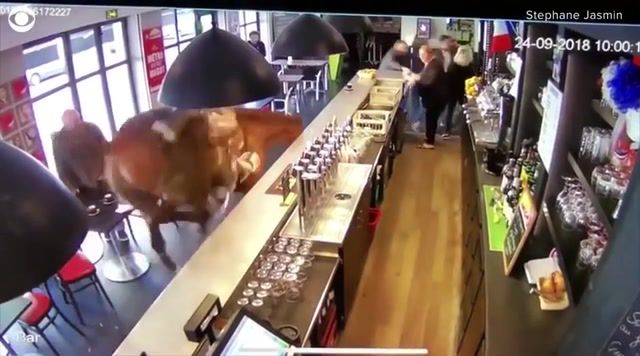 Horse in bar - Video & GIFs | race horse,horse,cafe,sports bar,france,look at my horse,omg,horse fail,animal fail,funny animals,animals,animals funny,horse meme,look at my horse song,animals pets