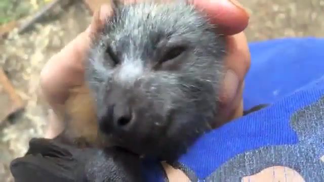 Juvenile bat squeaks while being petted, Quintessence, Baby Bat, Pteropus, Pteropus Poliocephalus, Fruit Bat, Grey, Headed Flying, Fox, Flying, Orphan Bat, Orphan Bat Squeaks, Cute Orphan Bat, Animals Pets