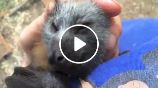 Juvenile bat squeaks while being petted