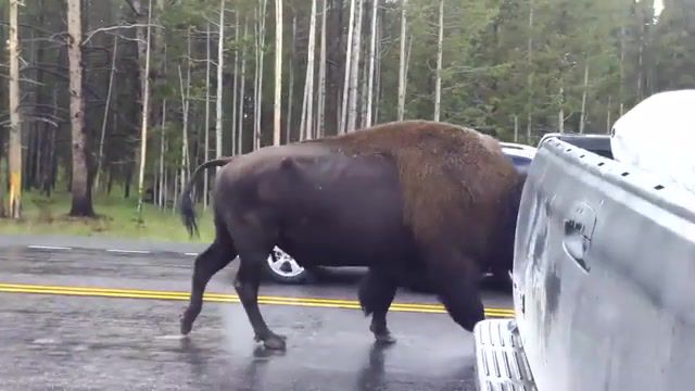 Lonely bison, buffalo on the road, road, buffalo, yellowstone buffalo, yellowstone, animals pets.