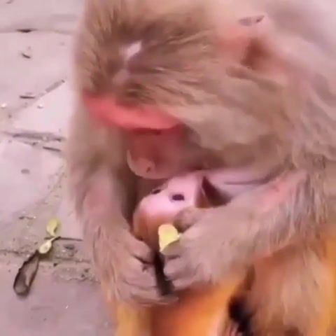 Mother's love - Video & GIFs | mother,love,beautiful,monkey,nurture,animals pets