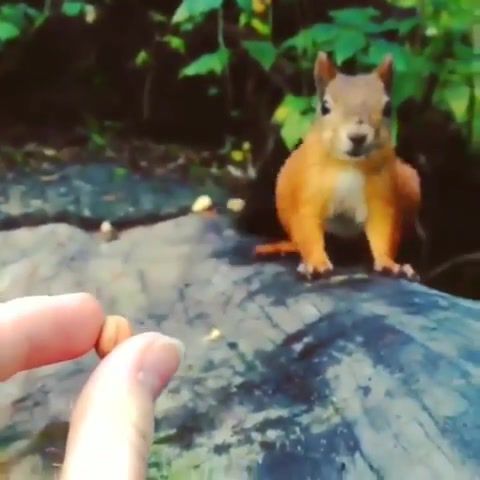 Nut, squirrel, animals pets.