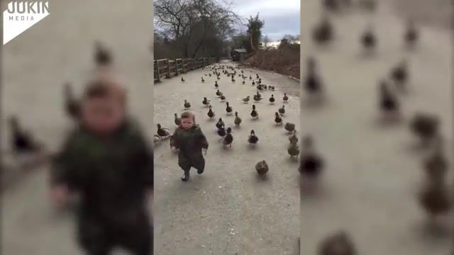 On the road to battle, Panzerkampf, Sabaton, Ww2, German Army, Wildlife, Vertical, Toddler, Lead, Funny, Follow, Duck, Cute, Bird, Baby, Animal, Adorable, Animals Pets