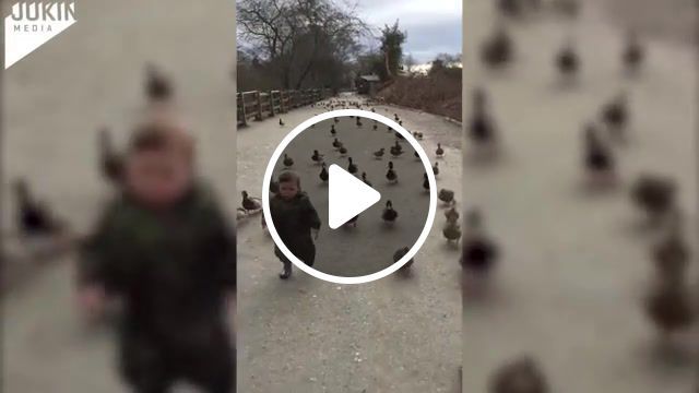 On The Road To Battle. Panzerkampf. Sabaton. Ww2. German Army. Wildlife. Vertical. Toddler. Lead. Funny. Follow. Duck. Cute. Bird. Baby. Animal. Adorable. Animals Pets. #0