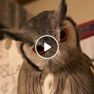 Owl Transform
