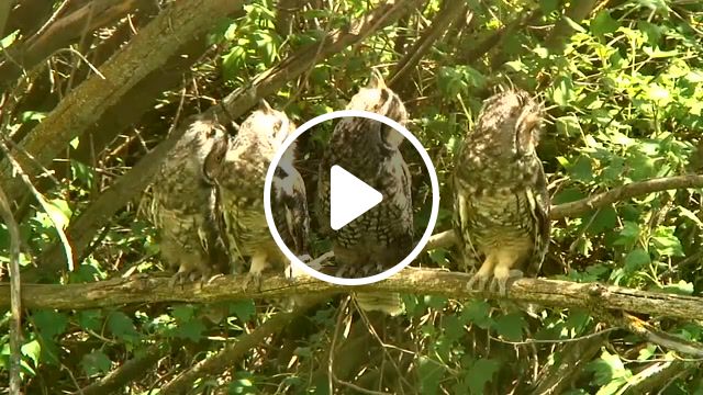 Owl watch, animals pets. #1
