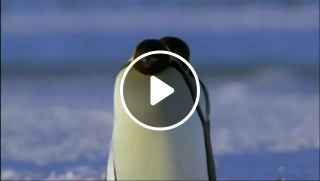 Penguinino