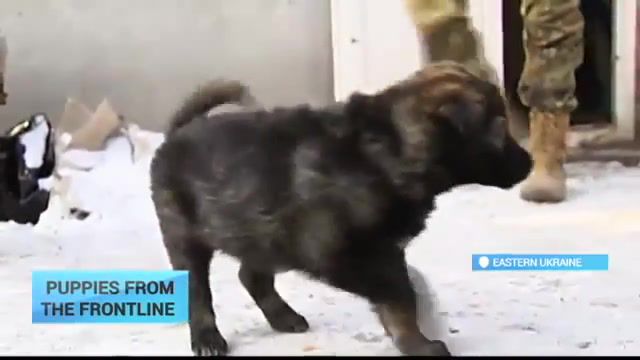 Puppies of war ukrainian servicemen save six orphaned canines, ukraine today, today ukraine, ut, ukraine, checkpoints, war, ato, buffer zone, sniper, soldier, ukraine war, putin, frontline, animals pets.
