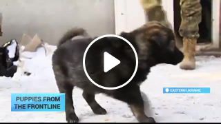 Puppies Of War Ukrainian servicemen save six orphaned canines