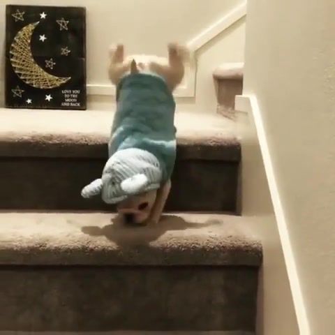 Puppy triumphs over the stairs, funny, feature, clumsy, animals pets.