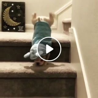 Puppy triumphs over the stairs
