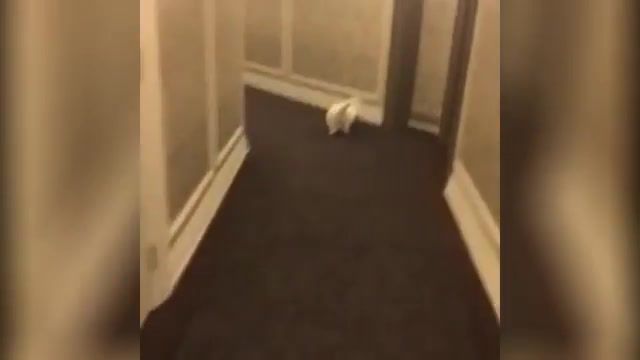 So fast, so sleepy - Video & GIFs | awolnation,run,awolnation run,eels,eels i need some sleep,sleep,sleepy,fast,so,new,funny,humor,cat,cats,fun,kitty,fat,fat cat,running,dontreadthistagspls,justdont,fast cat,music,animals funny,dank,memes,meme,animals,animals pets