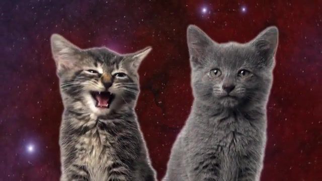 Space cats magic fly, enjoykin, singing cats, talking cats, meow, kitty, cute, kittens, kitten, space cats, space, cats, animals pets.