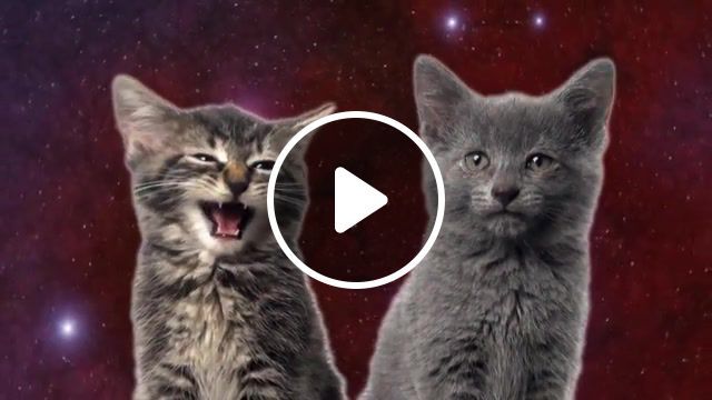 Space cats magic fly, enjoykin, singing cats, talking cats, meow, kitty, cute, kittens, kitten, space cats, space, cats, animals pets. #0