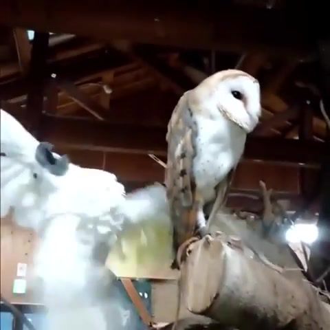 Spread your wings, bro x6 - Video & GIFs | spread your wings,parrot,owl,animals pets