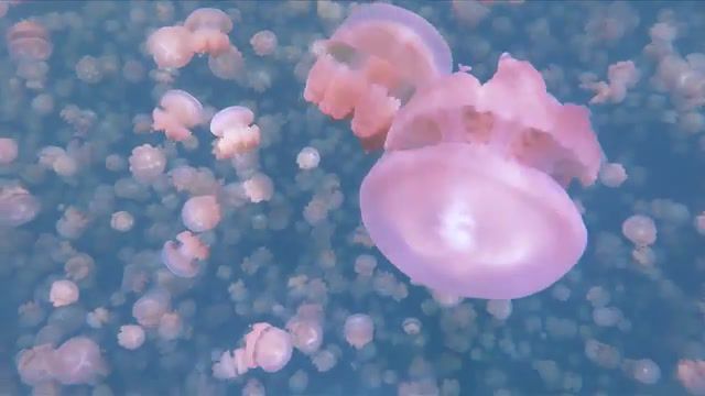 Surreal swim with millions of jellyfish, palau, country, jellyfish lake, lake, jellyfish, animal, animals pets.