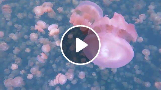 Surreal swim with millions of jellyfish, palau, country, jellyfish lake, lake, jellyfish, animal, animals pets. #0