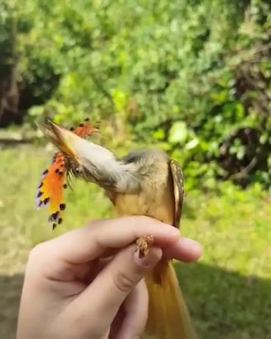 The Fiona birdie - Video & GIFs | shrek,bird memes,animals pets