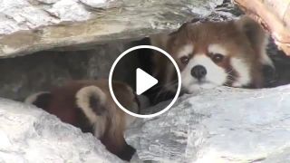 The Godfather of Red Pandas