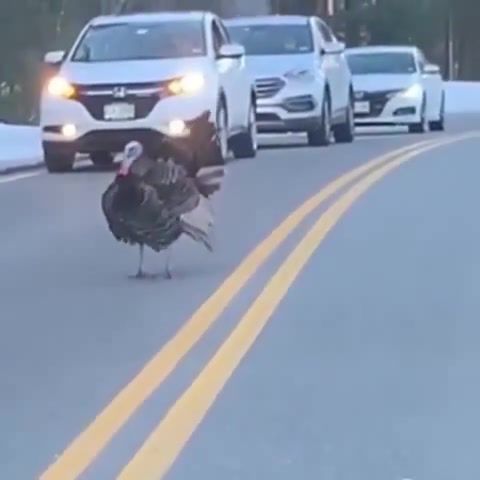 Turkey learned on the traffic controller, animals pets.