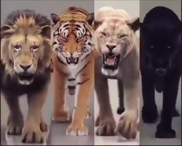Wild Life, Wild, Life, Freedom, Love, Cats, Lion, Tiger, Panther, Black, White, Earth, Animation, Art, 3d, Graphics, Omg, Wtf, Wow, Animals Pets