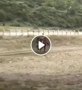 A fast walking horse