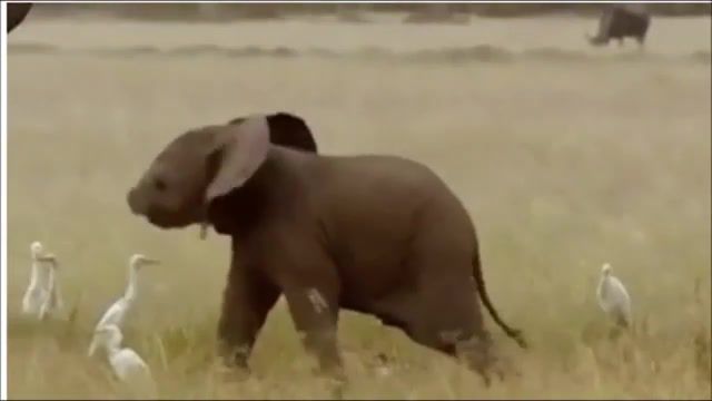 Baby elephant doing the helicopter, funny, elephant, helicopter, tricks, trick, cute, animals pets.