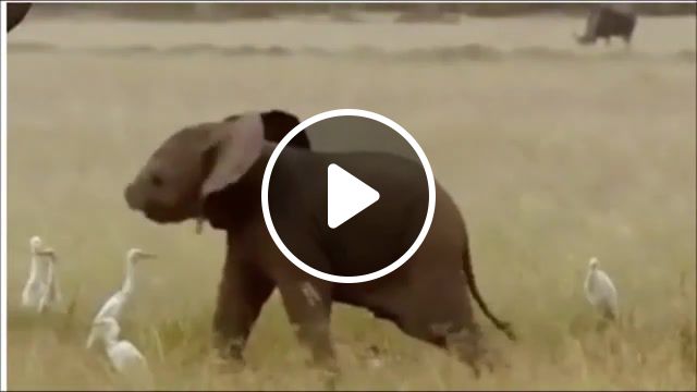 Baby elephant doing the helicopter, funny, elephant, helicopter, tricks, trick, cute, animals pets. #1