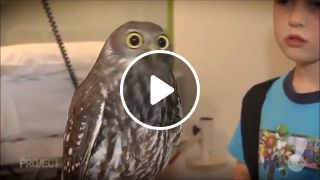 Calm Owl Dramatic look
