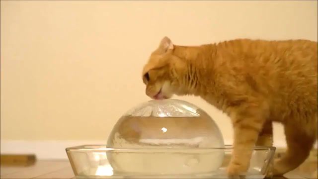Cat and ice - Video & GIFs | dank memes,memes,funny,meme,haha,animals pets