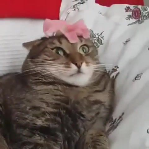 Cat Can't Handle Flower, Funny Cats, Viral, Cats, Funny Cat, Funny Pictures, Cat Breaks, Cat, Popular, Best, How To Break Cat, Daily Picks, Cat Breaking, Cat Flower, Animals Pets