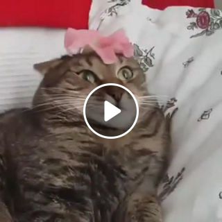 Cat Can't Handle Flower