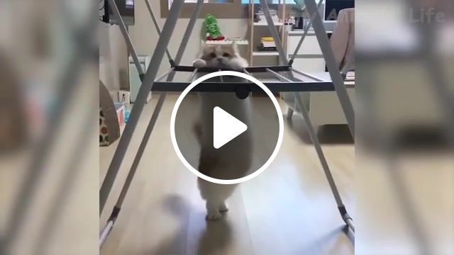 Cat motivation, lol, good, fail, funny, cats, cat, tesla. #0