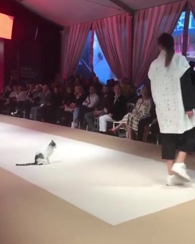 Cat on the catwalk, pret a porter, clothes, designer, artists, fashion show, fashion, turkey, catwalk, cat, kitty, istanbul, cats, animals pets.