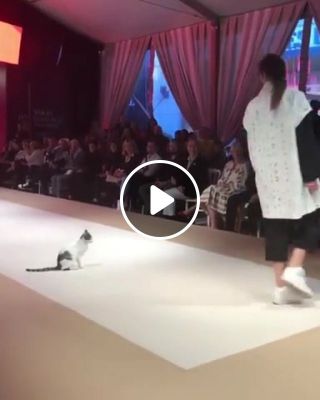 Cat on the catwalk