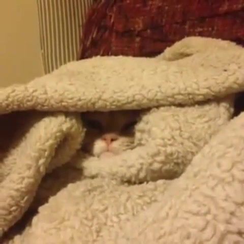 Cat politely declines being removed from blanket pile, cat animal, animal, cute, kitty, cats, kitten, kittens, funny, meow, fall, pet, animals, pets, cutie, animals pets.