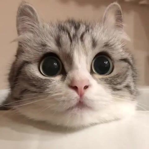 Cat trace, Cat, Loop, Nyan, Muzzle, Face, Eyes, Music, Long, Purrsonal, Monitors, Trace, Track, Watch, Look, Attend, Rhythm And Sound, Animals Pets