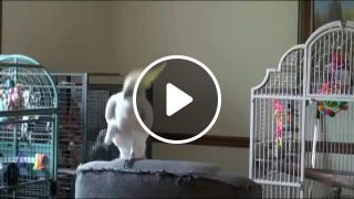 Cockatoo Dancing