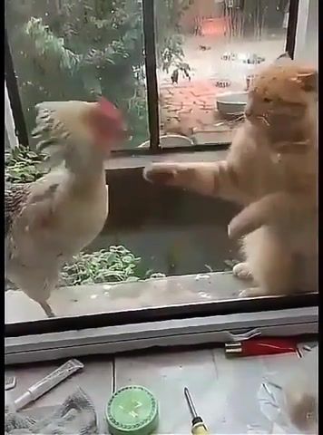 Fight like a rooster, mortal kombat, cat, chicken, animals pets.