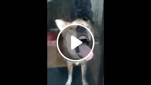 Funniest shiba inu, collection, puppies, break, fall, crash, epic, fails, fail, funny dog, funny dogs, funny animals, kitten, funny cats, dog, funny cat, kitty, cat, animal, song, music, accident, twins, compilation, clip, prank, laughs, clips, news, new, popular, hit, eating, ripping paper, sleeping, smile, 2m media, 2media, laughter, cute, funny babies, funny baby, laughing, laugh, hilarious, babies, baby, funny, animals pets. #0