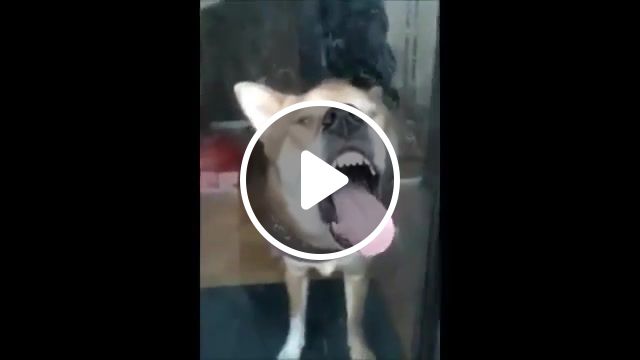 Funniest shiba inu, collection, puppies, break, fall, crash, epic, fails, fail, funny dog, funny dogs, funny animals, kitten, funny cats, dog, funny cat, kitty, cat, animal, song, music, accident, twins, compilation, clip, prank, laughs, clips, news, new, popular, hit, eating, ripping paper, sleeping, smile, 2m media, 2media, laughter, cute, funny babies, funny baby, laughing, laugh, hilarious, babies, baby, funny, animals pets. #1