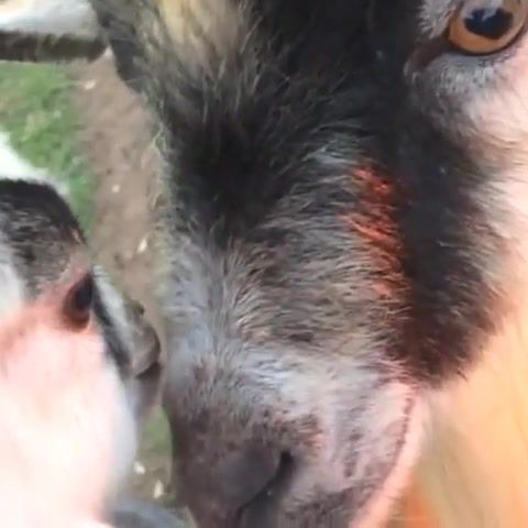 Goats, Animals Pets