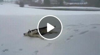 Husky is excited for first snow fall of the season