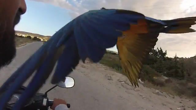I'll fly with you, golden blue, ara, flying parrot, frequent flyer program, extreme, waterskizone, paros, fly, macaw, parrot, animals pets.