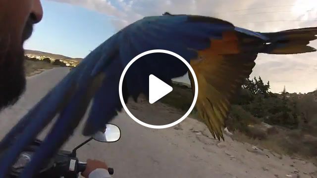 I'll fly with you, golden blue, ara, flying parrot, frequent flyer program, extreme, waterskizone, paros, fly, macaw, parrot, animals pets. #0