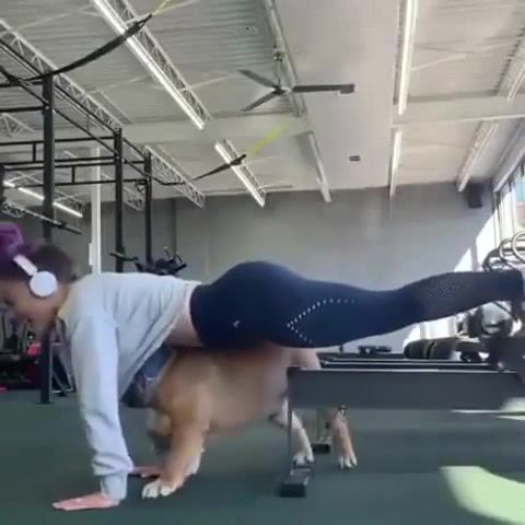It's bring your dog to workout day, gym, dog, animals, animals pets.