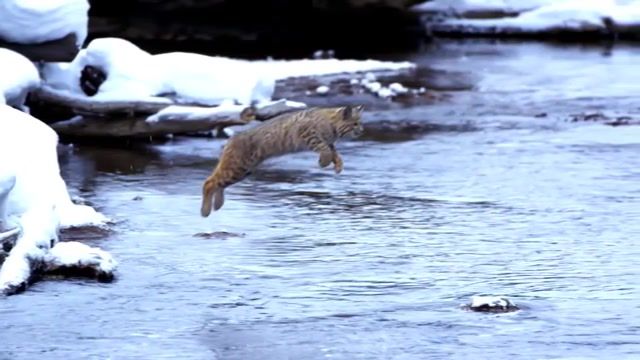Jumping Bobcat, Twixtor, Amazing, Lovely, Cute, Jumping, Super, Planet Earth Ii, Ii, Earth, Planet, Bbc, Slow Motion, Bob Cat, Bobcat, Animals Pets